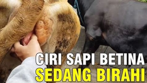 
                                 Ciri-Sapi-Indukan-Birahi